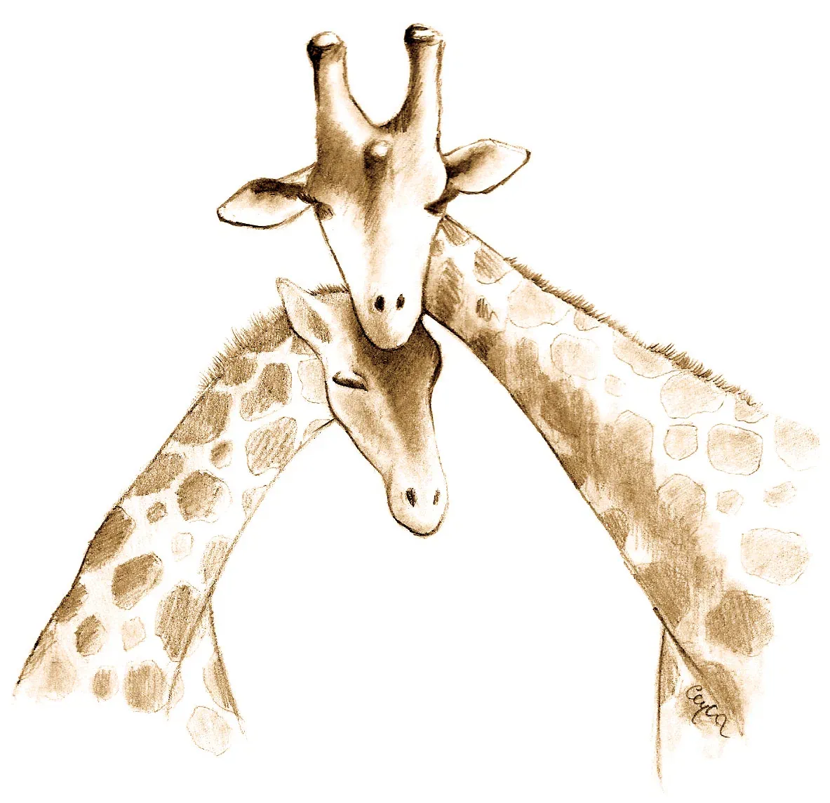 Giraffes Sepia
