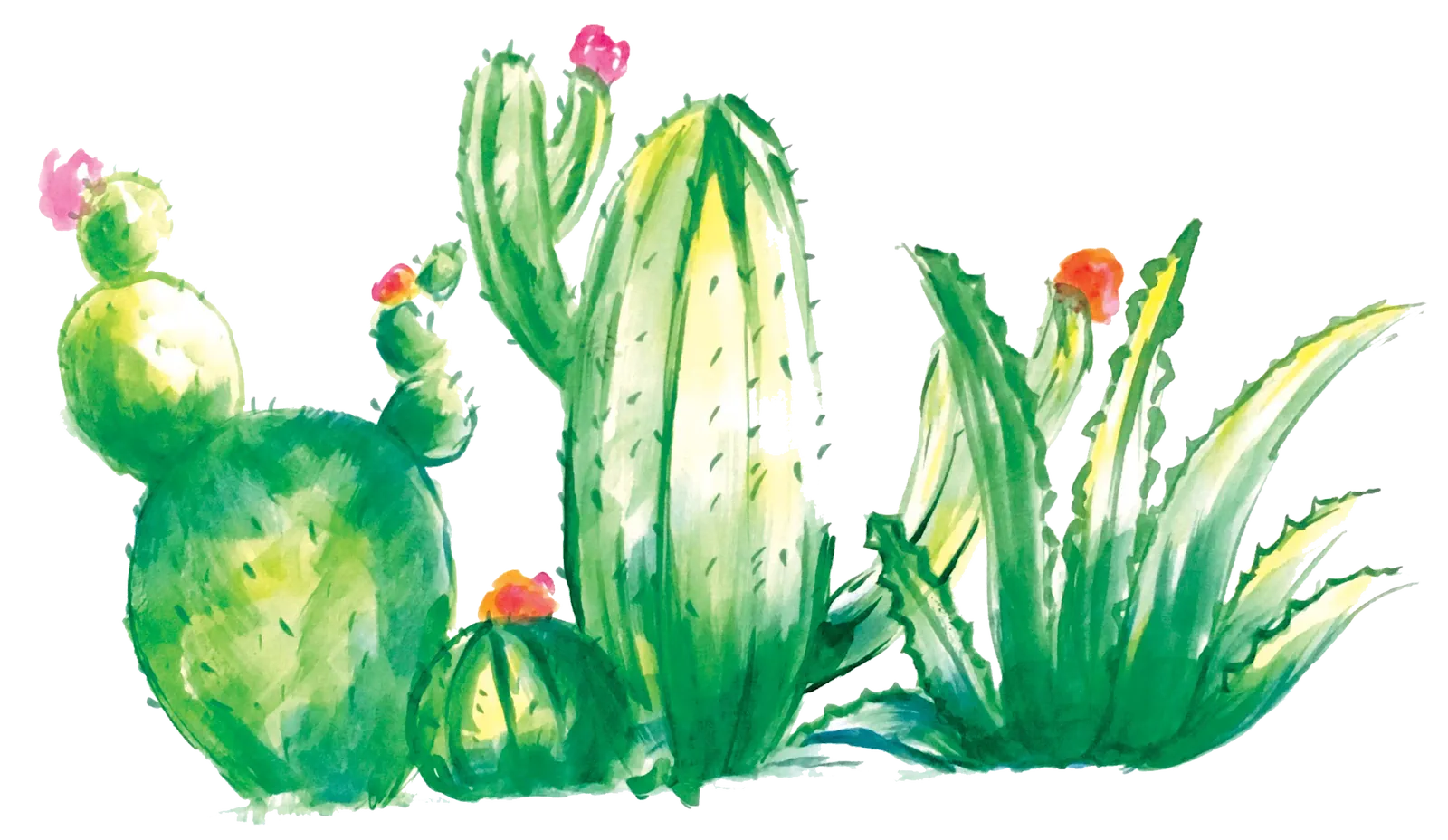 Cactus in Gouache